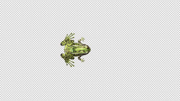 Jumping Frog - Green Leopard - Hopping Transition - Top View - Alpha Channel alt