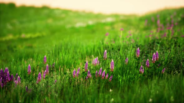 Grass on the Field During Sunrise