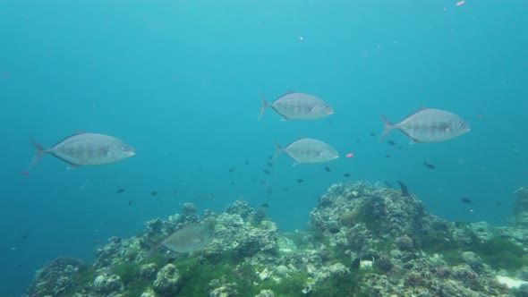 Shoal of Sardines in the Sea