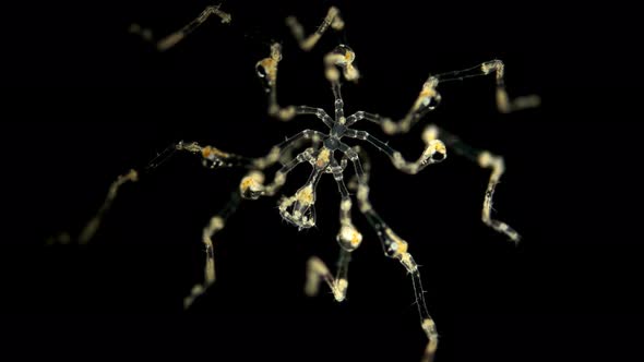 Pantopoda or Pycnogonids Sea Spider Under a Microscope, Class Pycnogonida, Size of Only About 2 Mm