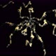 Pantopoda or Pycnogonids Sea Spider Under a Microscope, Class Pycnogonida, Size of Only About 2 Mm - VideoHive Item for Sale