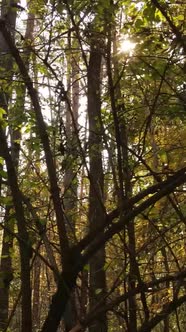 Vertical Video Forest with Trees in the Fall