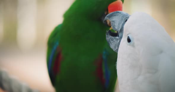 Eclectus parrot and white cockatoo feeding each other, shallow depth of field
