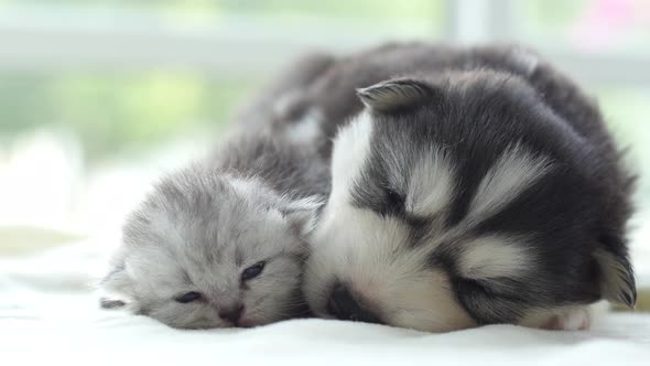 Cute Tabby Kitten And Siberian Husky Playing On The Bed