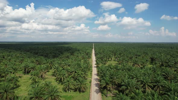 Palm oil field