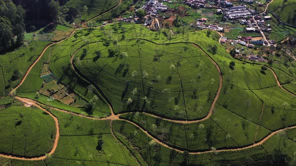 Aerial view of Ella Tea Garden, Nuwara Eliya, Sri Lanka.