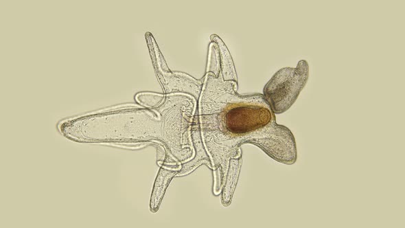 The Larva of the Starfish Asteroidea, Under the Microscope, at the Bipinnaria Stage, the Next Stage