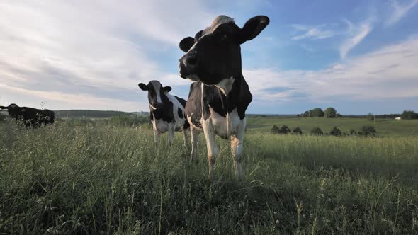 Dairy cows gathering in field. Static, low POV