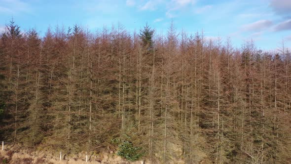 Flying Next To Dying Forest Close To the Town Glenties in County Donegal - Ireland