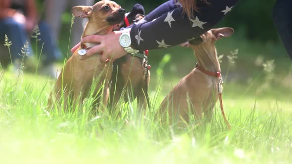 The Owner Is Disposing Three Chihuahuas.