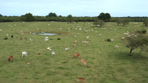 Cow on Green Grass Fields