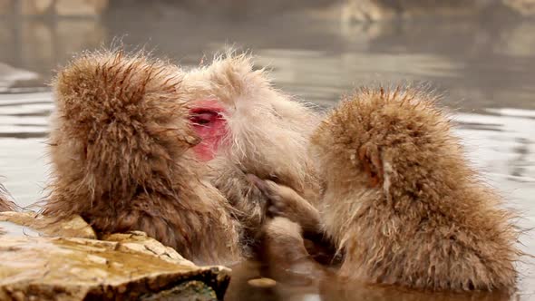 Japanese Snow Monkeys In Hot Spring