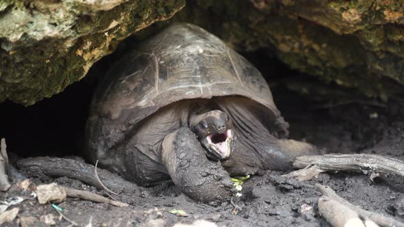 Giant tortoise giving birth lying in rock cave, opening its mouth.