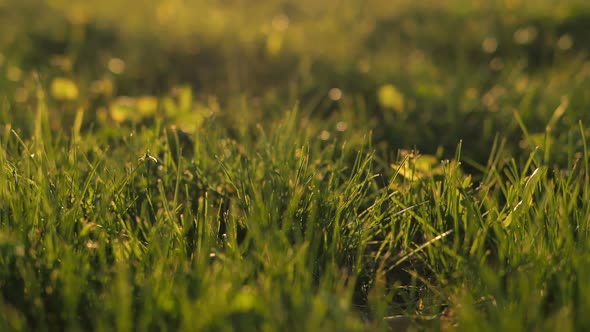 Tracking Grass Focus at Sunset, Camera Rises Up Against the Background of Sunlight in Park at Sunset