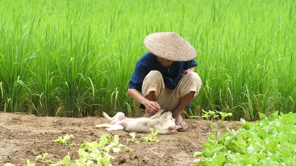 Farmer With Dog In Vegetable Garden