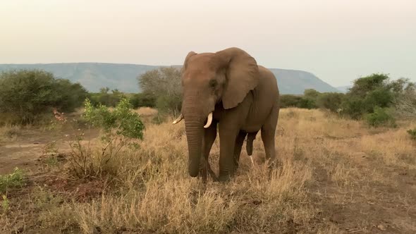 Male African Elephant on savanna urinates and defecates standing up