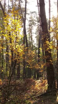 Vertical Video Forest with Trees in the Fall