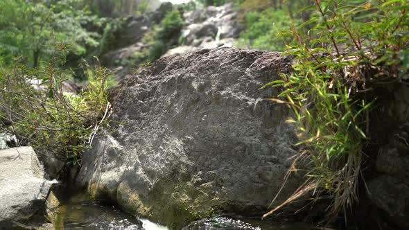 Water Stream In Jungle