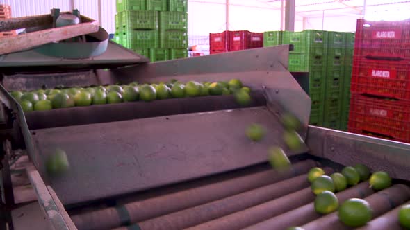 Limes tumble down on to rollers in a processing plant