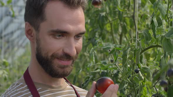 Proud Man Greenhouse Owner on Tomato Plantation