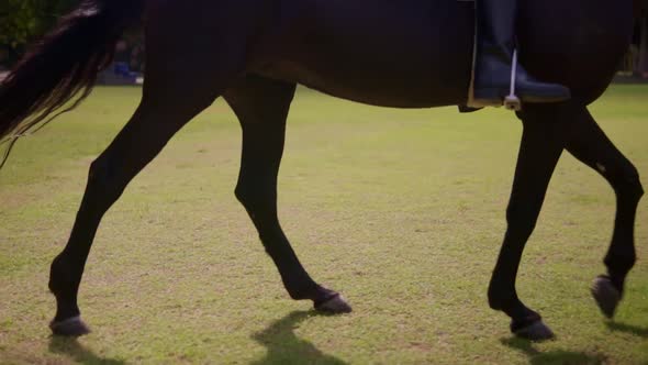 Excellent Video Young Lady Riding a Bay Horse on Bright Sunny Day, Girl Enjoying Gentle Pace