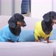 Owner Teases Dressed Dachshund Dogs with Plush Bee at Home - VideoHive Item for Sale