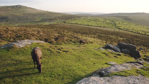 Horses grazing on Dartmoor national park moorland landscape, England, on a sunny evening