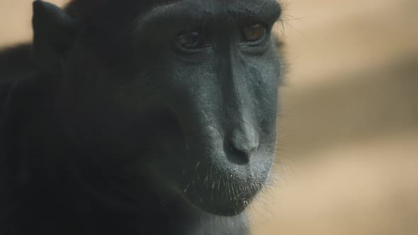 Black macaque looking up with sad look
