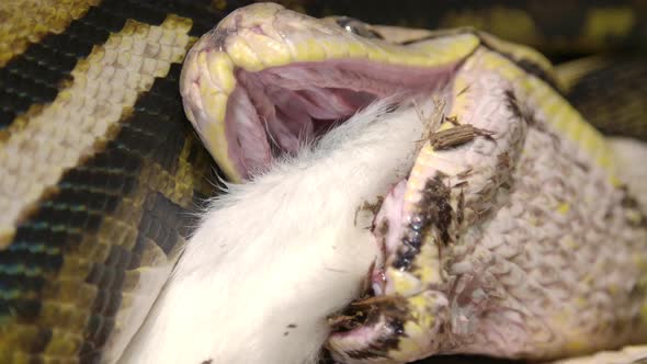 Reticulated python eating a large mammal in powerful grip