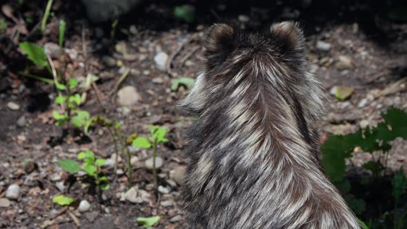 Close up shot of wild raccoon dog resting outdoors in wilderness during sunlight