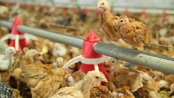 Two Poultry Chickens Swing on Feed Line in Big Poultry Farm Eating Grain Feeder