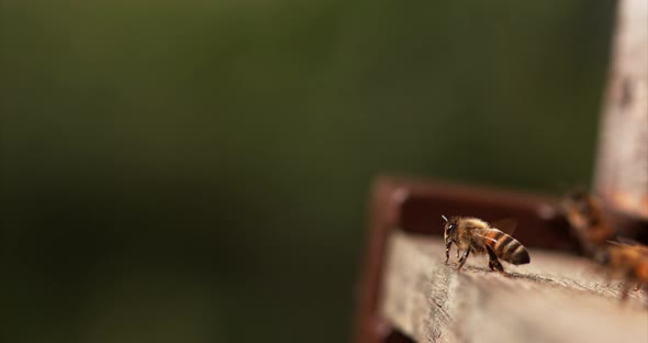 European Honey Bee, apis mellifera, Bees standing at the Entrance of The Hive, Insect in Flight