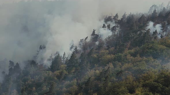 Fire in the forest. Strong fire and mist in the forest