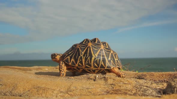 Turtle on the Seashore Ocean Close-up. Sri Lanka. Asia