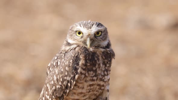 Burrowing Owl in His Hole
