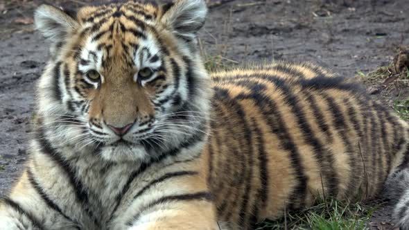 Siberian tiger, Panthera tigris altaica