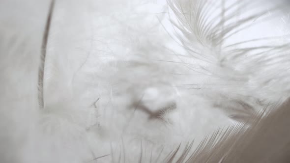 Soft and delicate bird feathers macro shot.