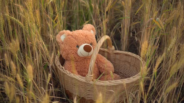 A Teddy Bear Is Sitting in a Straw Basket in a Wheat Field.