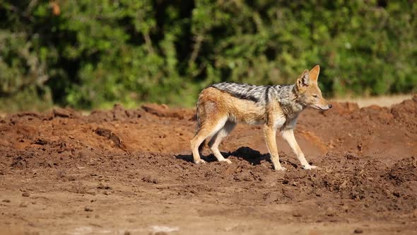 Wary Black-Backed Jackal