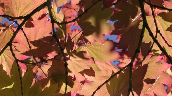 Red and Yellow Maple Tree Leaves blowing in the Wind with Blue Sky background