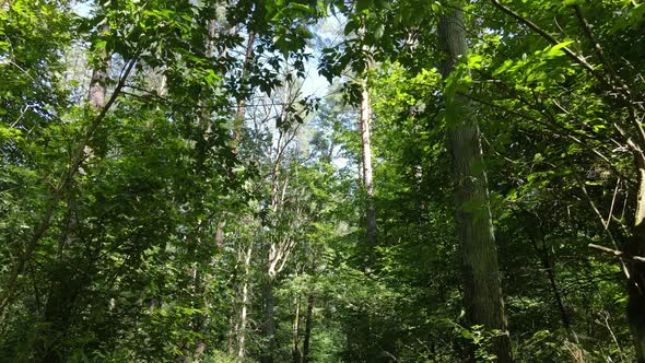 Slow Motion View of Green Forest By Day