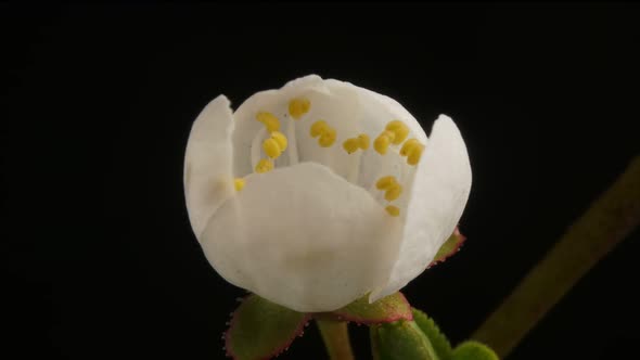 A Flower Blossoms on a Tree. Timelapse