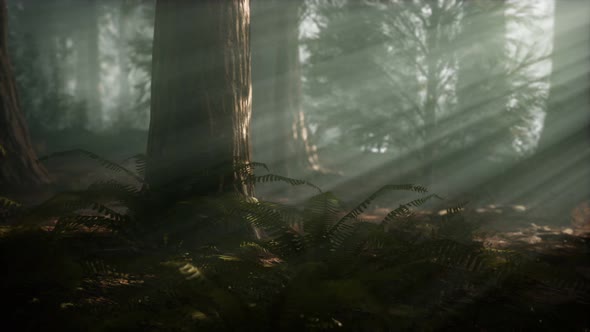 Morning with Fog in Sequoia National Park alt