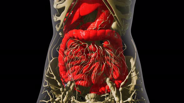 Detailed Human Digestive System Anatomy alt