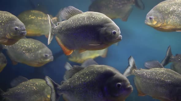 A Flock Of Dangerous Piranhas Swims In A Glass Aquarium Next To The Bones (2)