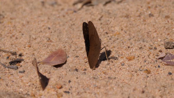 Brown butterfly opening his wings 