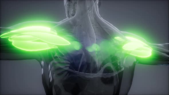 Selected Muscle Anatomy Map alt