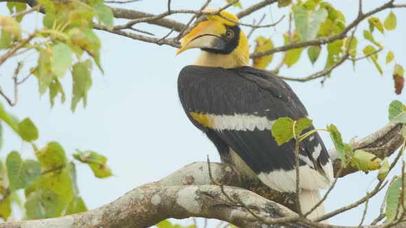 Closeup of a Juvenile Great pied hornbill bird sitting on a branch of a Fig tree just watching its s