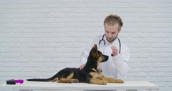 Medical Specialist Examining Purebred Puppy at Vet Clinic