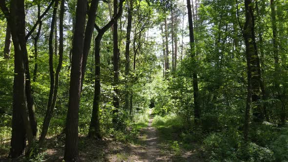 Green Forest with Trees By Day